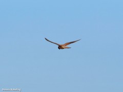 Falco tinnunculus dacotiae