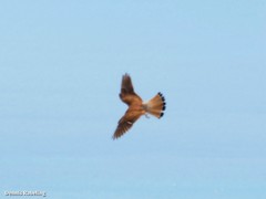 Falco tinnunculus dacotiae