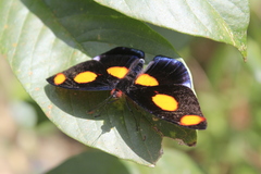 Image of Catonephele numilia