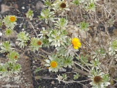 Asteriscus intermedius