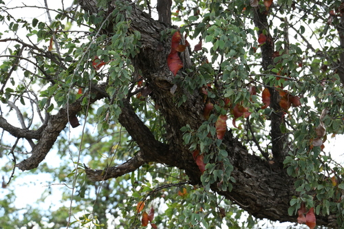 Image of Lysiphyllum carronii by (c) Greg Tasney, some rights reserved (CC BY-SA)