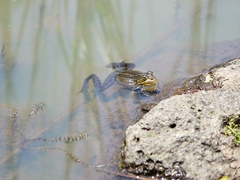 Pelophylax nigromaculatus