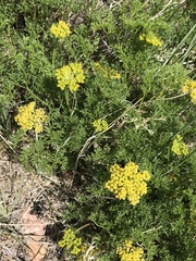 Lomatium grayi