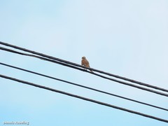 Falco tinnunculus dacotiae