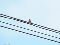 Falco tinnunculus dacotiae