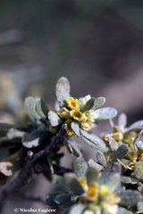 Thymelaea tartonraira