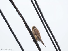 Falco tinnunculus dacotiae