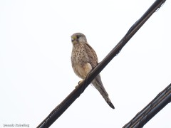 Falco tinnunculus dacotiae