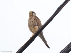 Falco tinnunculus dacotiae