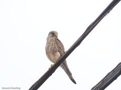 Falco tinnunculus dacotiae