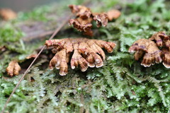 Xylobolus spectabilis