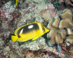 Chaetodon quadrimaculatus