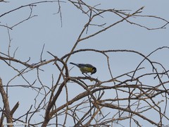Cyanistes teneriffae degener