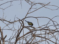 Cyanistes teneriffae degener