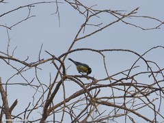 Cyanistes teneriffae degener