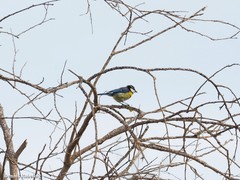 Cyanistes teneriffae degener