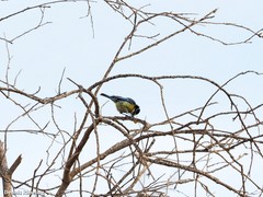 Cyanistes teneriffae degener