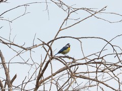 Cyanistes teneriffae degener