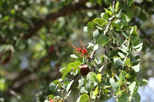 Image of Lysiphyllum carronii by (c) Greg Tasney, some rights reserved (CC BY-SA)