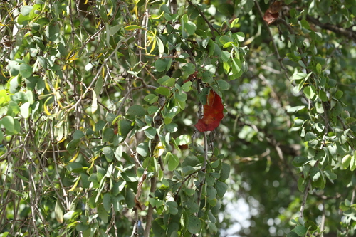 Lysiphyllum carronii, photograph 6