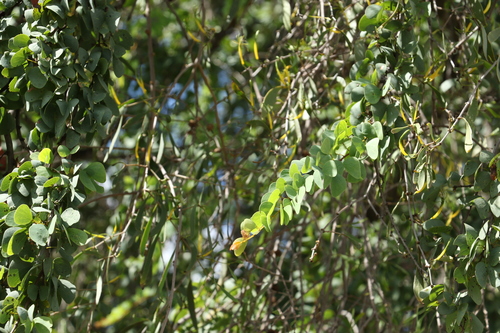 Image of Lysiphyllum carronii by (c) Greg Tasney, some rights reserved (CC BY-SA)
