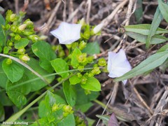 Convolvulus lopezsocasii