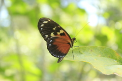 Heliconius hecale melicerta
