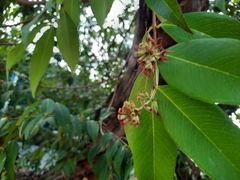 Syzygium antisepticum