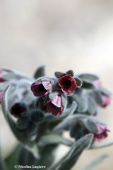 Cynoglossum columnae