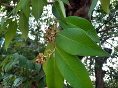 Syzygium antisepticum