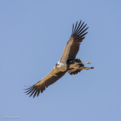 Secretarybird photo 3