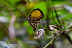 Aristolochia triangularis