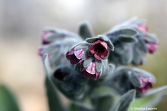 Cynoglossum columnae