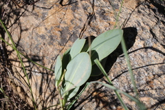 Senecio ruwenzoriensis