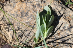 Senecio ruwenzoriensis