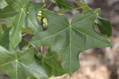 Brachychiton australis