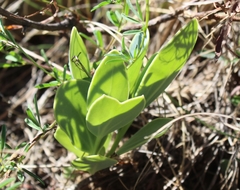 Senecio ruwenzoriensis