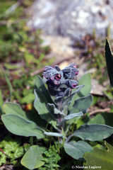 Cynoglossum columnae