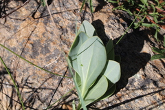 Senecio ruwenzoriensis