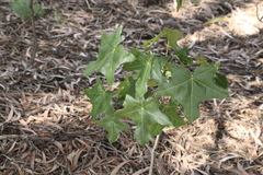 Brachychiton australis