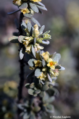 Thymelaea tartonraira