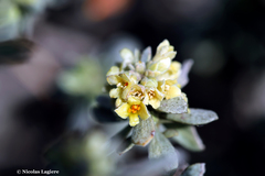 Thymelaea tartonraira