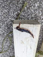 Arthurdendyus triangulatus