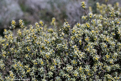 Thymelaea tartonraira