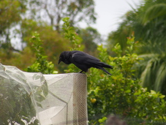 Corvus coronoides perplexus