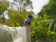 Corvus coronoides perplexus