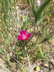 Clarkia purpurea
