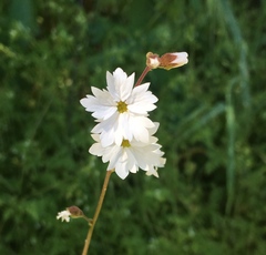 Lithophragma affine