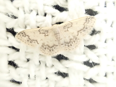 Idaea pseliota