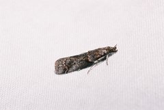 Acrobasis obliqua